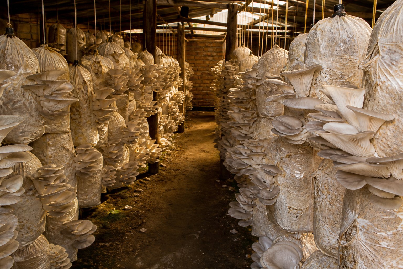 Oyster mushrooms fruiting on bags in the grow room
